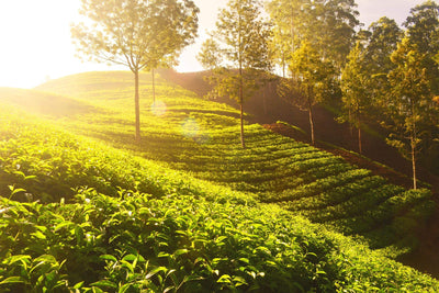 Darjeeling Tea