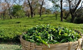 Himachal Pradesh Tea