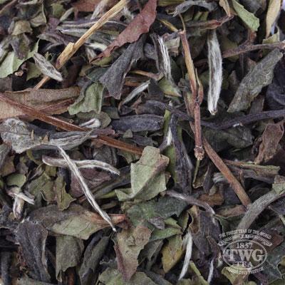 1837 White Tea